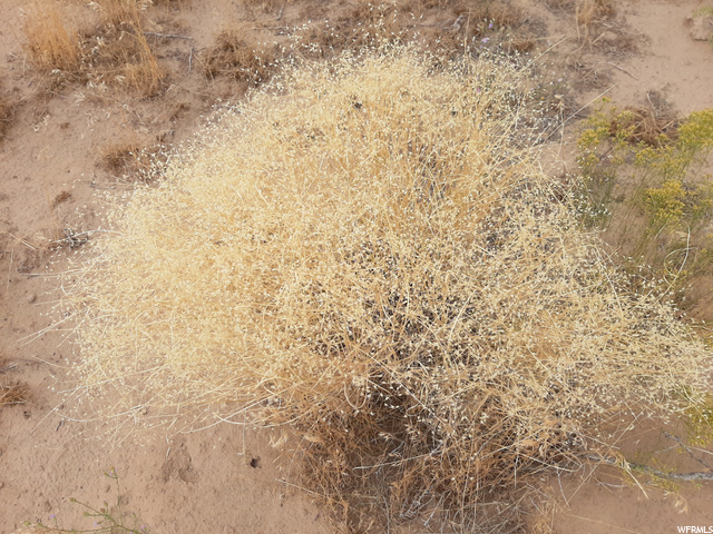 271 Thompson Cyn Road Green River, UT 84525 - Photo 10 of 26 Indian Rice Grass.