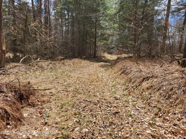 a view of a yard with trees