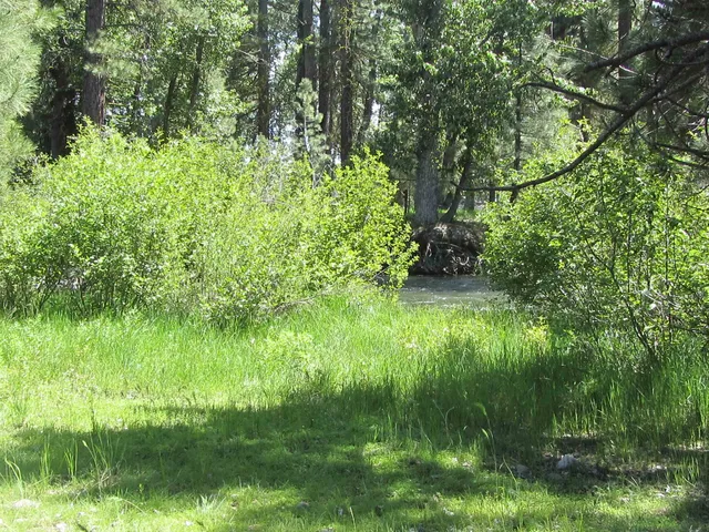 a view of a street with a tree