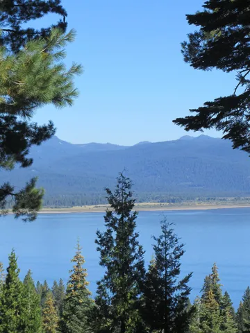 a view of a tree in a field