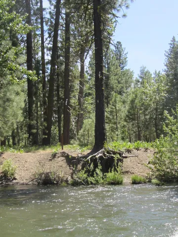 a house that has a tree in front of the house