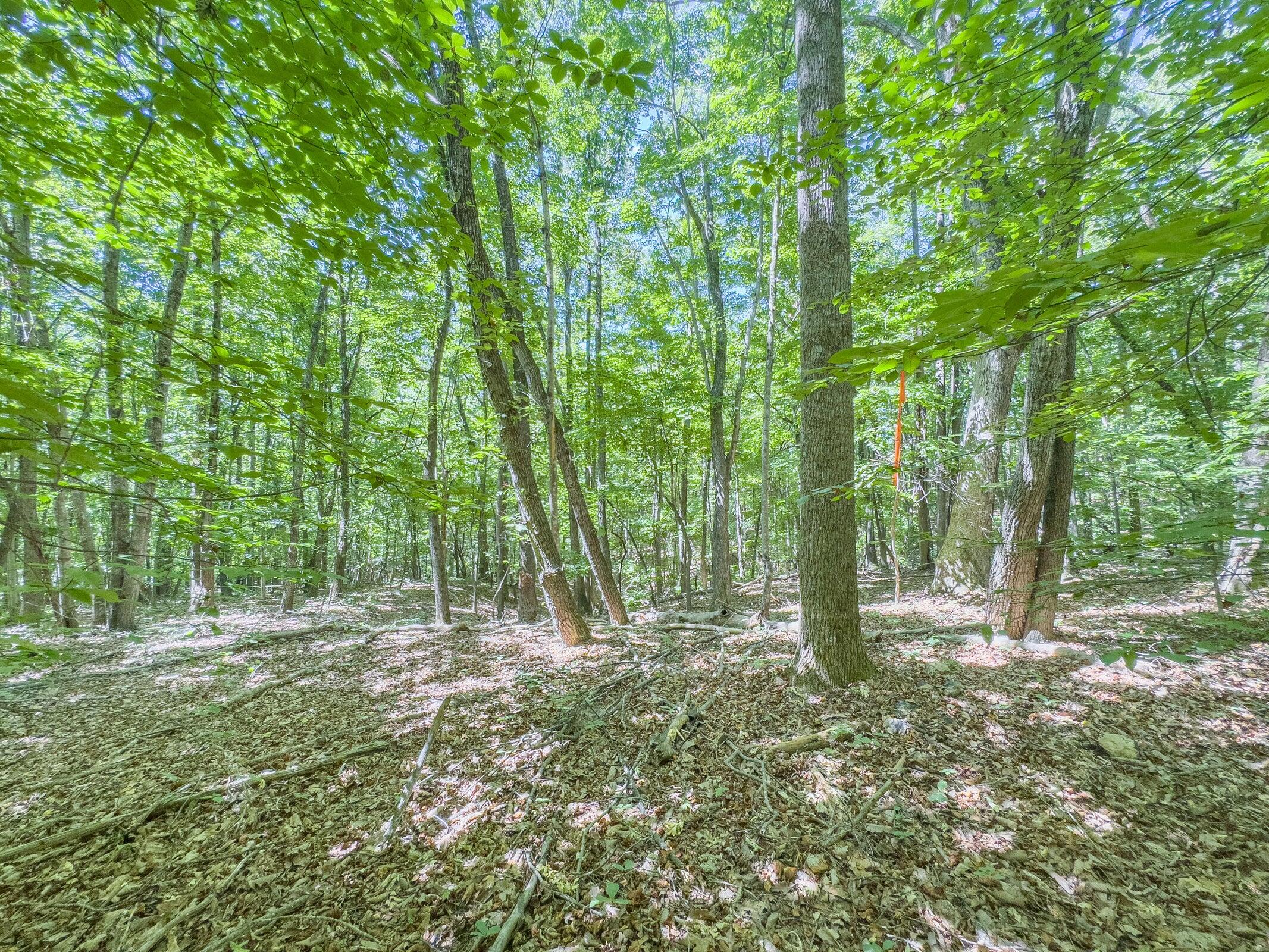 Lot 2 Ball Park Road Rocky Mount, VA 24151 - Photo 18 of 29 a view of outdoor space with trees all around