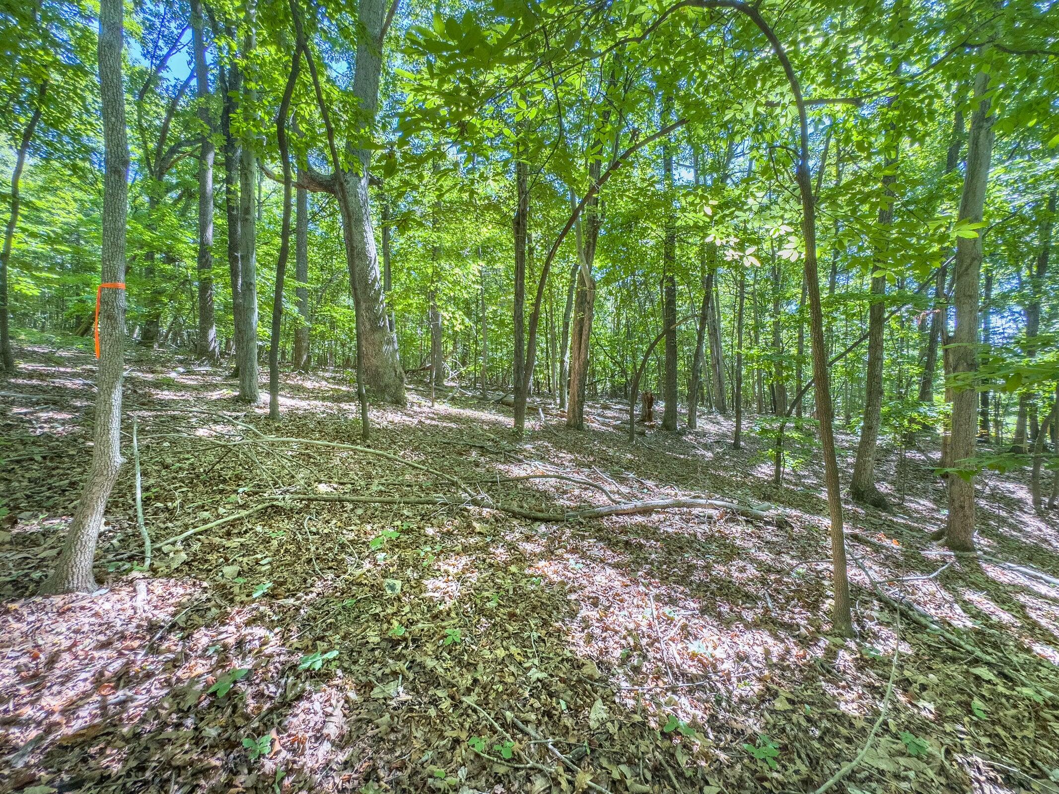 Lot 2 Ball Park Road Rocky Mount, VA 24151 - Photo 20 of 29 a large tree in the middle of a garden