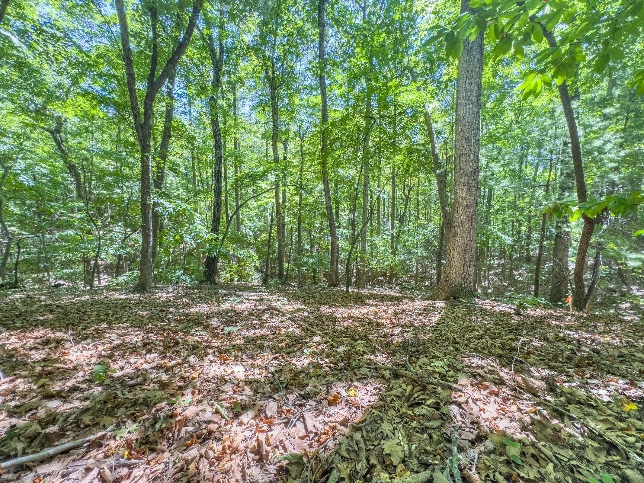 Lot 2 Ball Park Road Rocky Mount, VA 24151 - Photo 21 of 29 a big yard with lots of green space and trees
