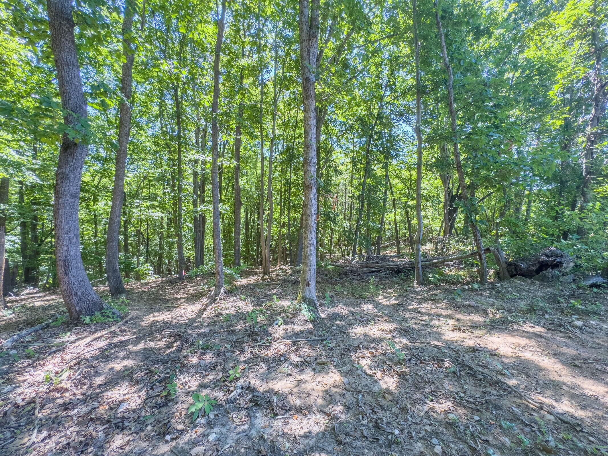 Lot 2 Ball Park Road Rocky Mount, VA 24151 - Photo 23 of 29 a view of a forest with trees in the background