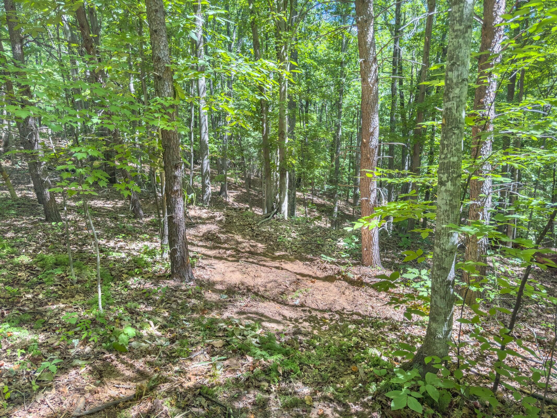 Lot 2 Ball Park Road Rocky Mount, VA 24151 - Photo 26 of 29 a view of a forest with trees