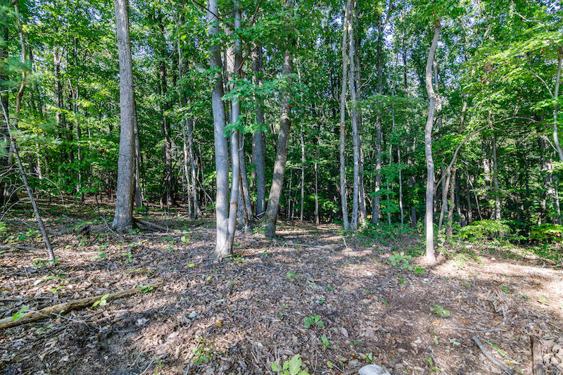 Lot 2 Ball Park Road Rocky Mount, VA 24151 - Photo 6 of 29 a view of a forest with trees in the background