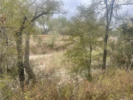 a view of a tree in a yard