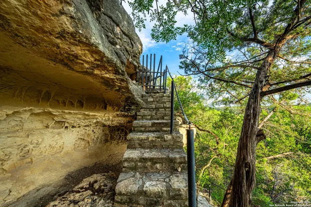 a view of a garden with plants and large trees