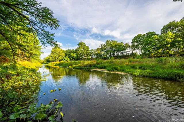 a view of lush green forest