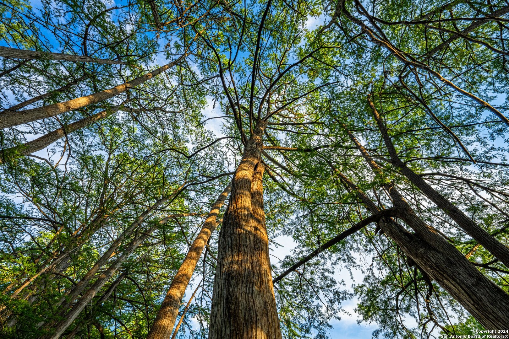 240 River Bend Road West Hunt, TX 78024 - Photo 33 of 45 a picture of tree