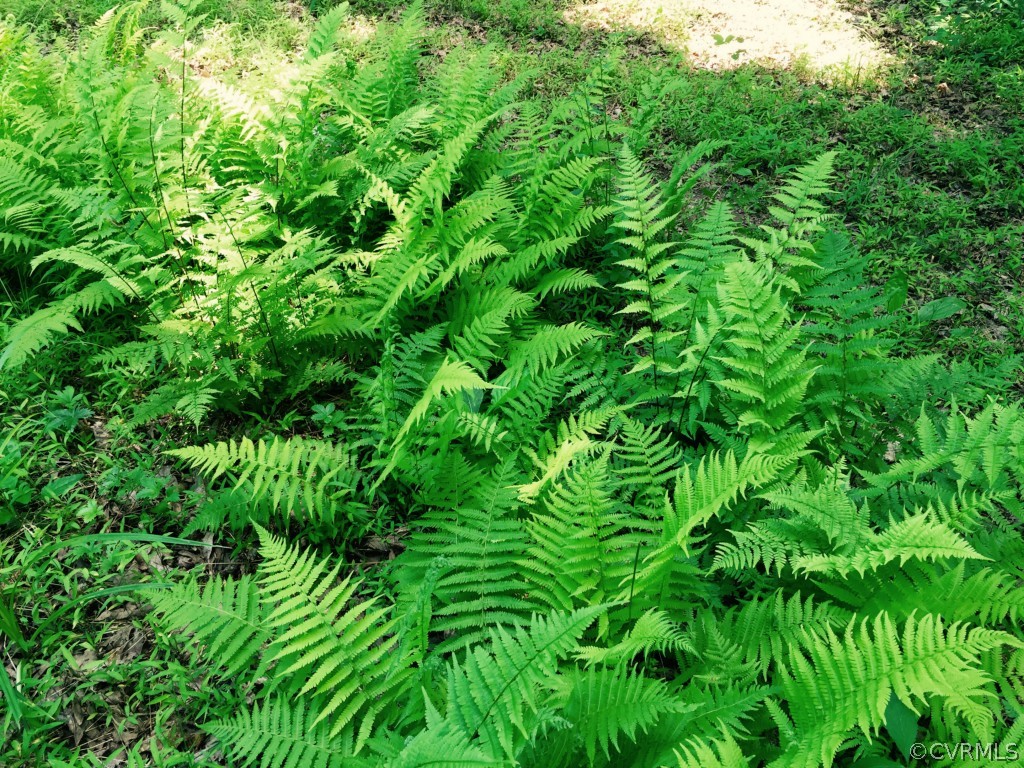 16057 Old Ridge Road Montpelier, VA 23192 - Photo 13 of 17 a view of a lush green space