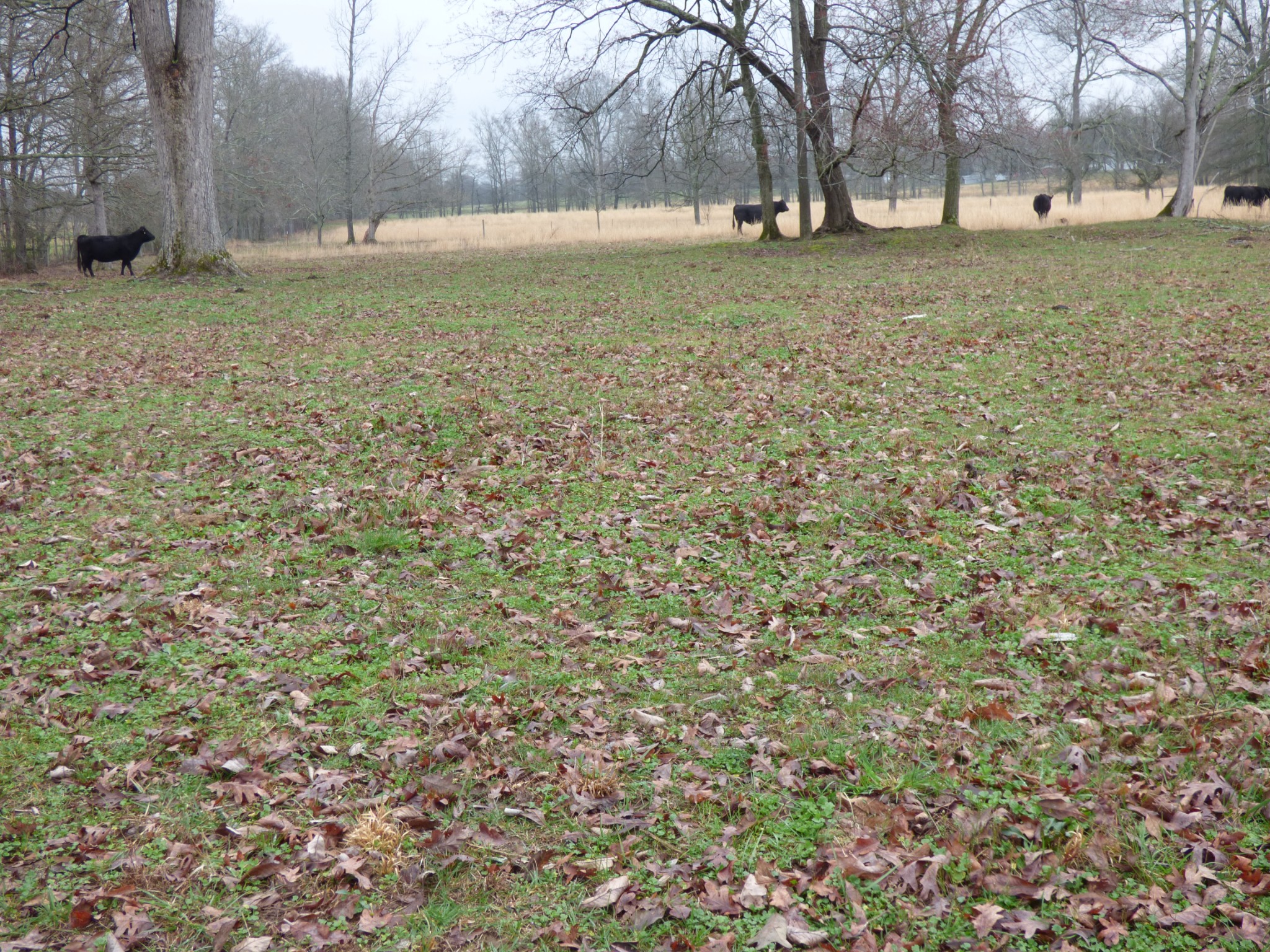 37 Harbin Road Fayetteville, TN 37334 - Photo 6 of 11 a view of a field with a tree