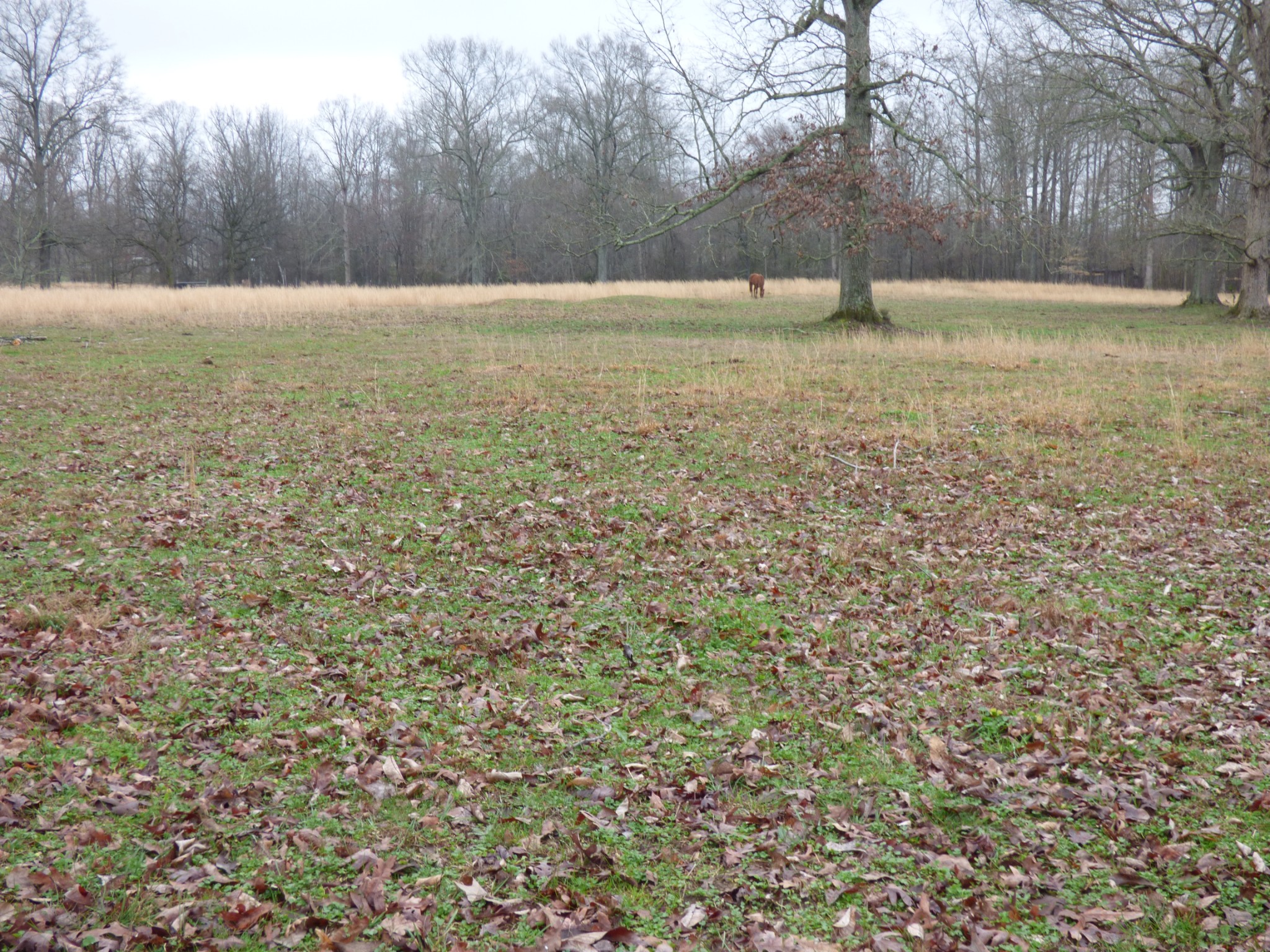 37 Harbin Road Fayetteville, TN 37334 - Photo 7 of 11 a view of a yard
