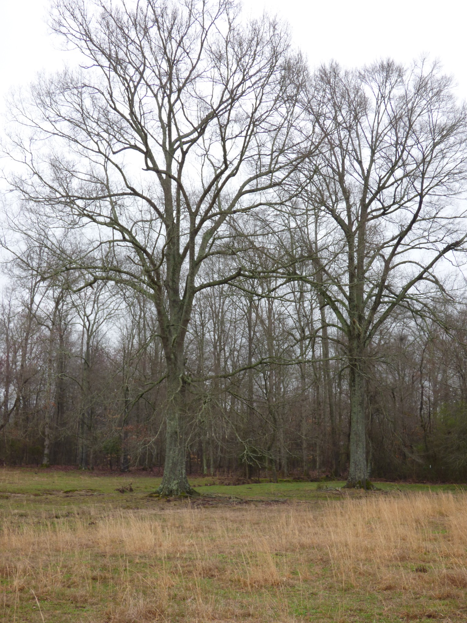 37 Harbin Road Fayetteville, TN 37334 - Photo 8 of 11 a view of a yard