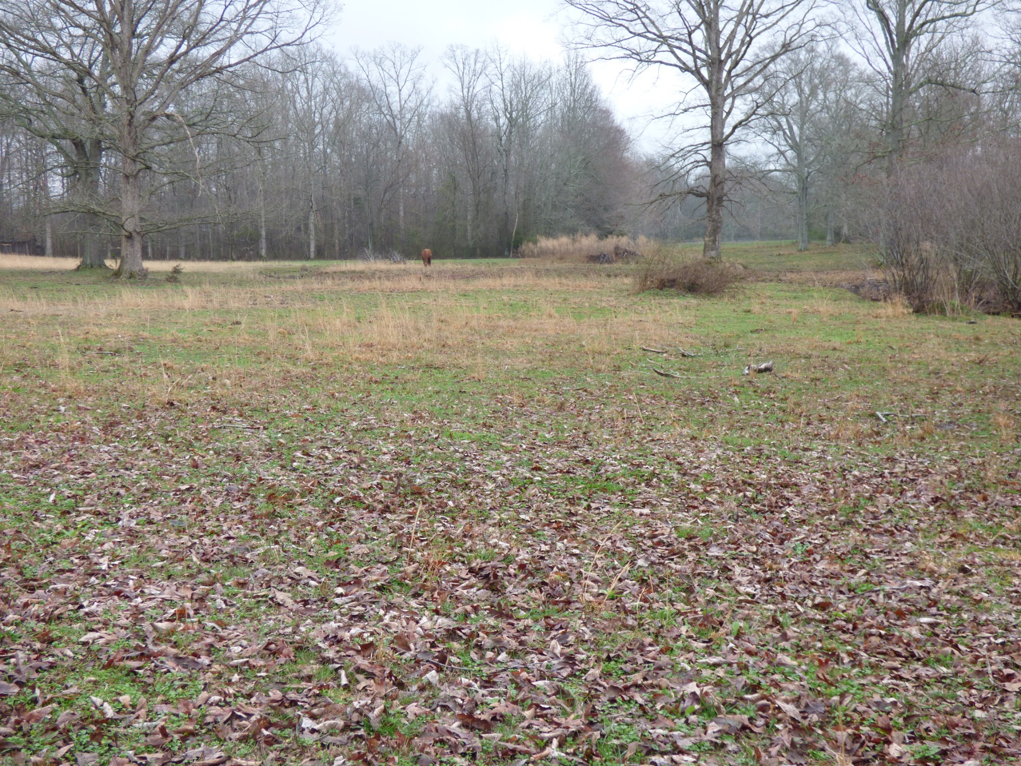 37 Harbin Road Fayetteville, TN 37334 - Photo 9 of 11 a view of a yard with a tree
