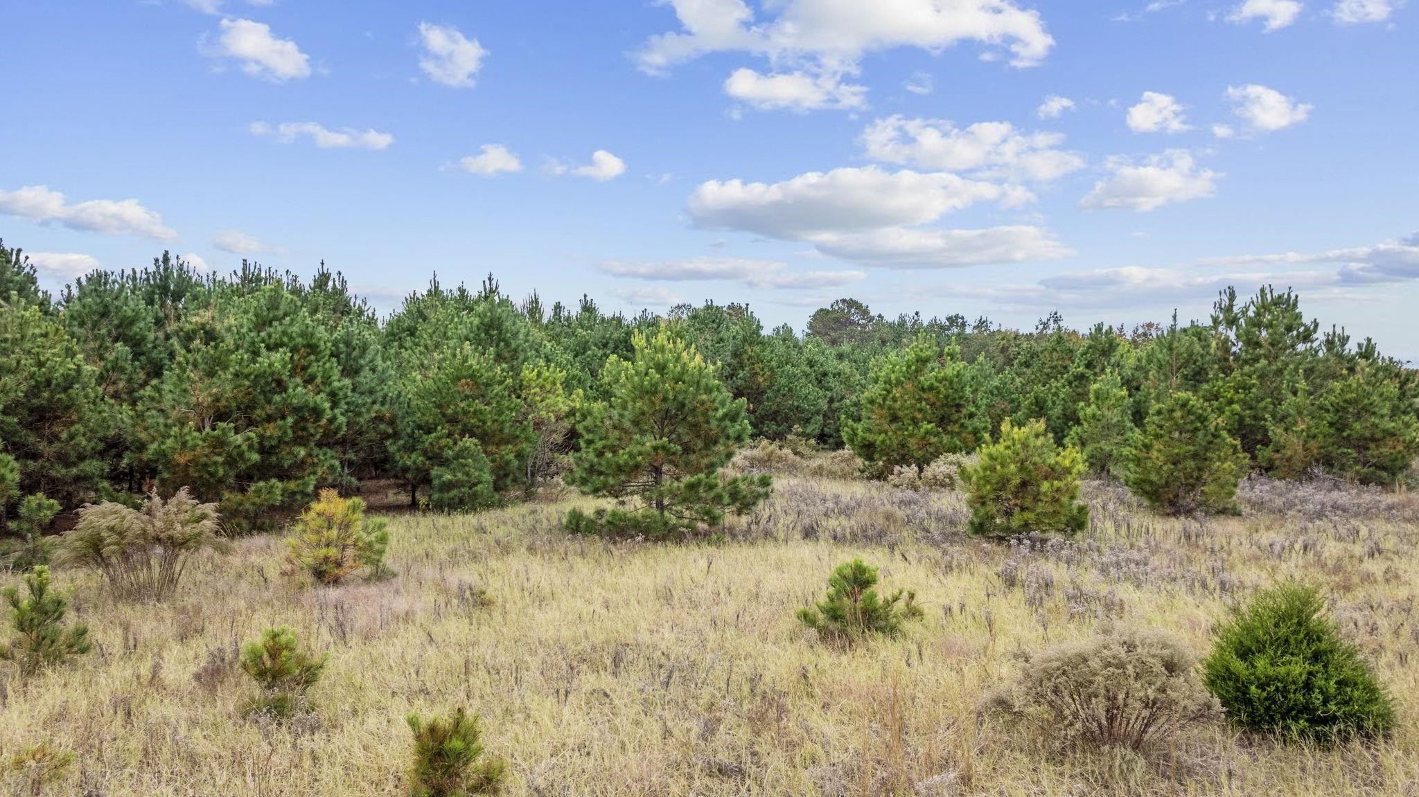Lot 5 Creek Landing Road Nichols, SC 29581 - Photo 11 of 19