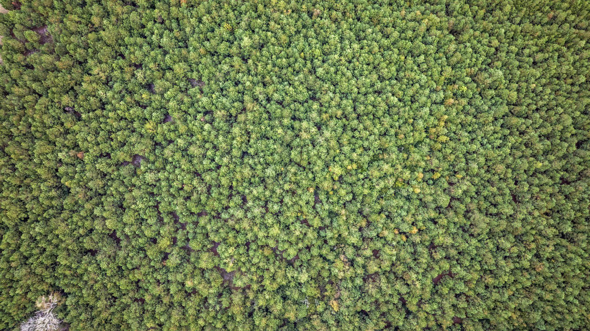 Lot 5 Creek Landing Road Nichols, SC 29581 - Photo 2 of 19