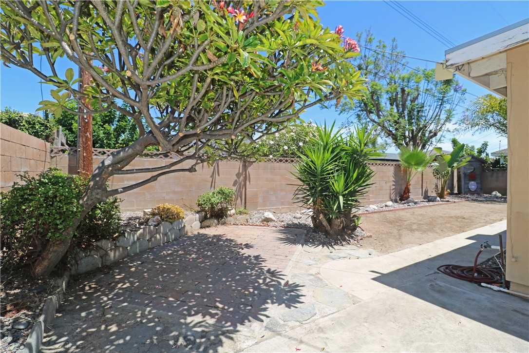 721 North Milford Road Orange, CA 92867 - Photo 27 of 38 Mature plumeria.