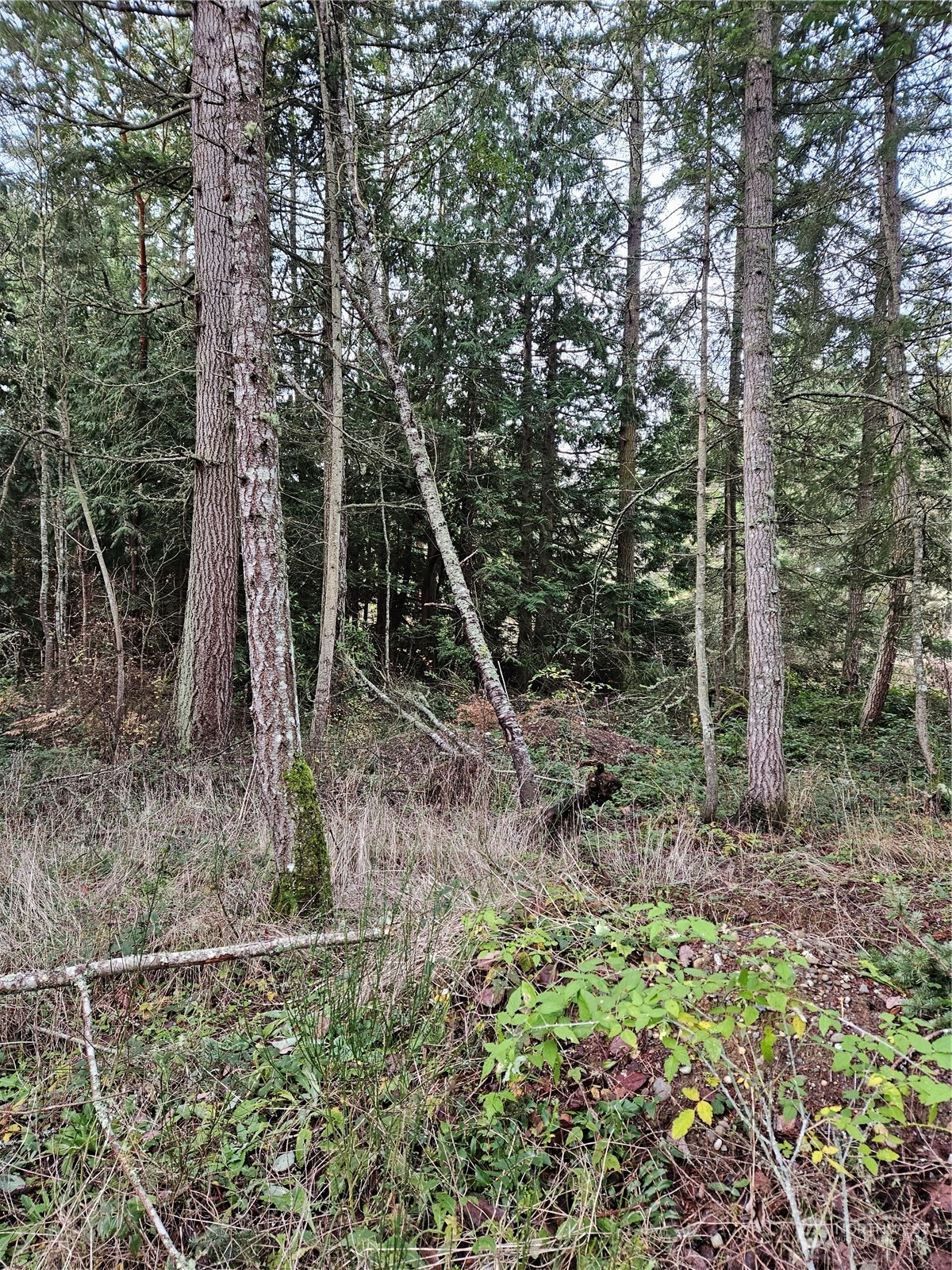 450 Theater Road Port Townsend, WA 98368 - Photo 8 of 13 Gallery Image 8