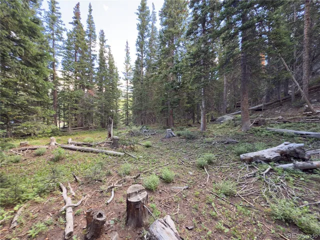 a view of a forest filled with trees