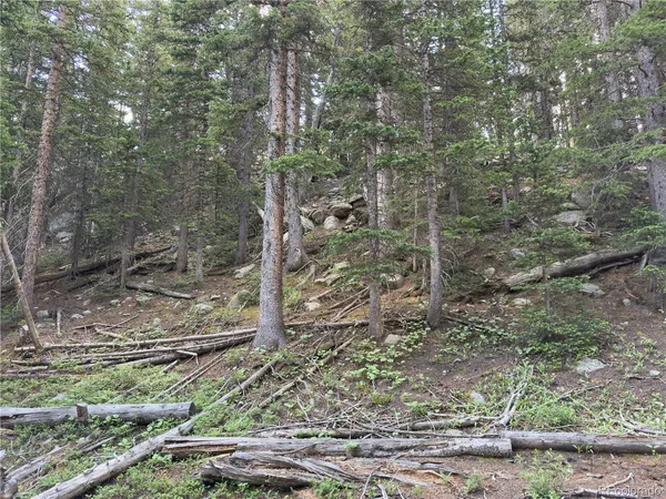 a view of a forest with trees in the background