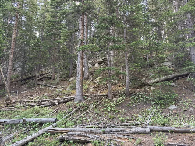 a view of a forest with trees in the background