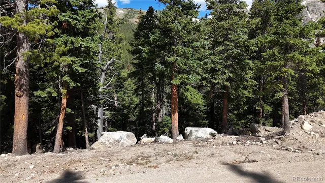 a close up of a tree