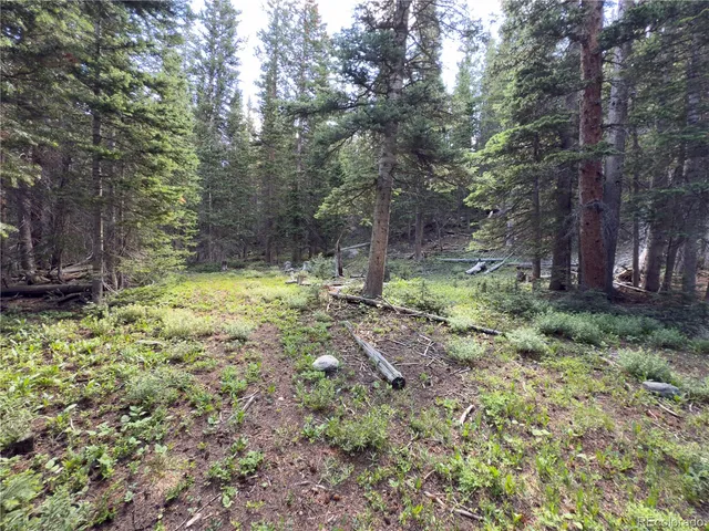 a view of a yard with plants and large trees