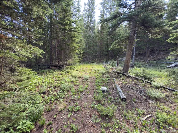 a view of a backyard with trees
