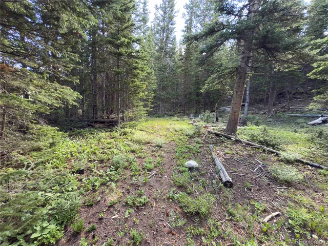a view of a backyard with trees