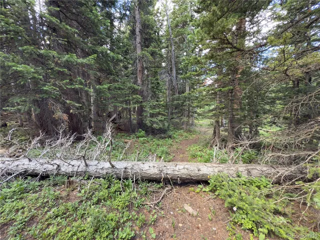 a view of a yard with plants and trees
