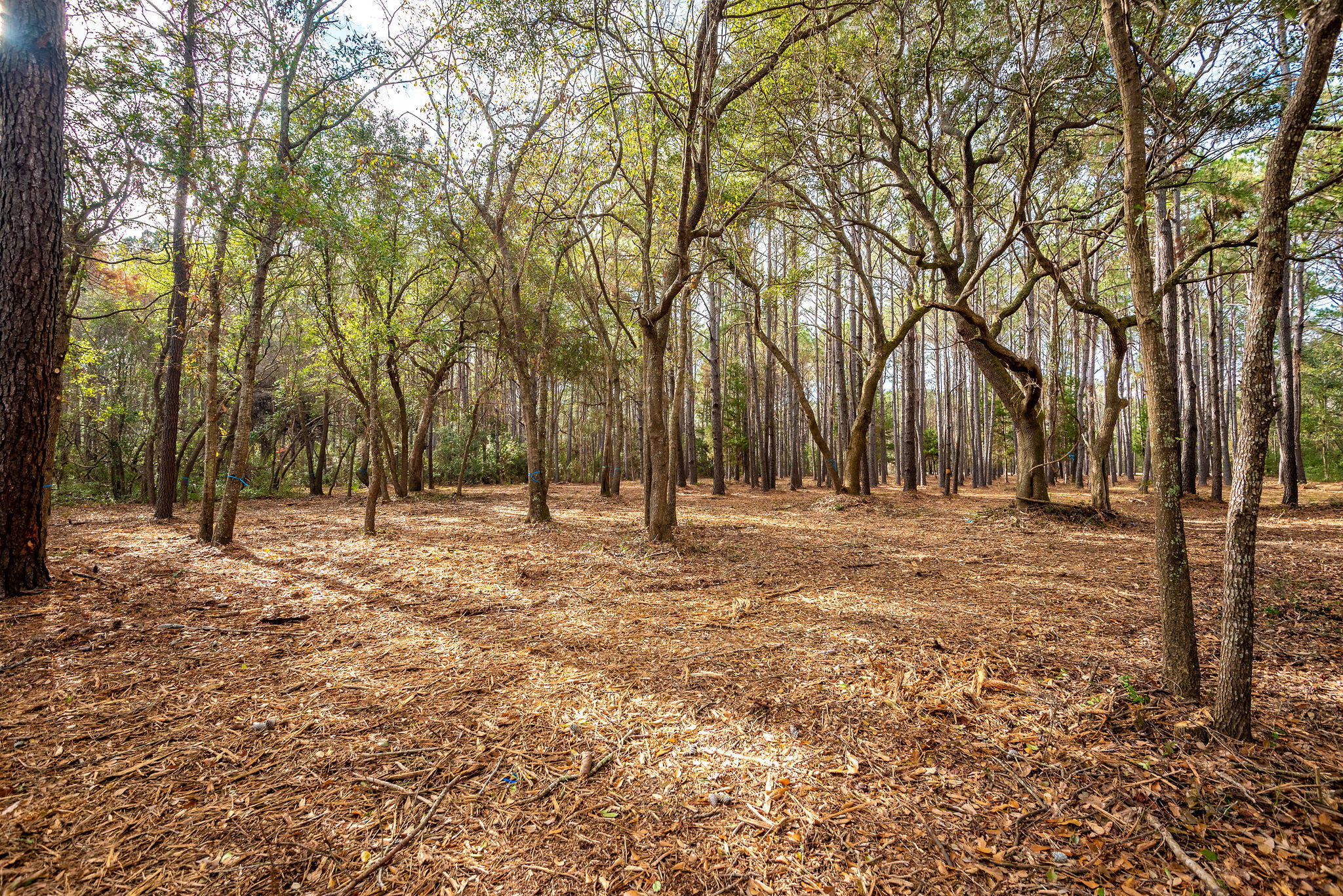22 Longmarsh Road Awendaw, SC 29429 - Photo 6 of 41 22 Longmarsh