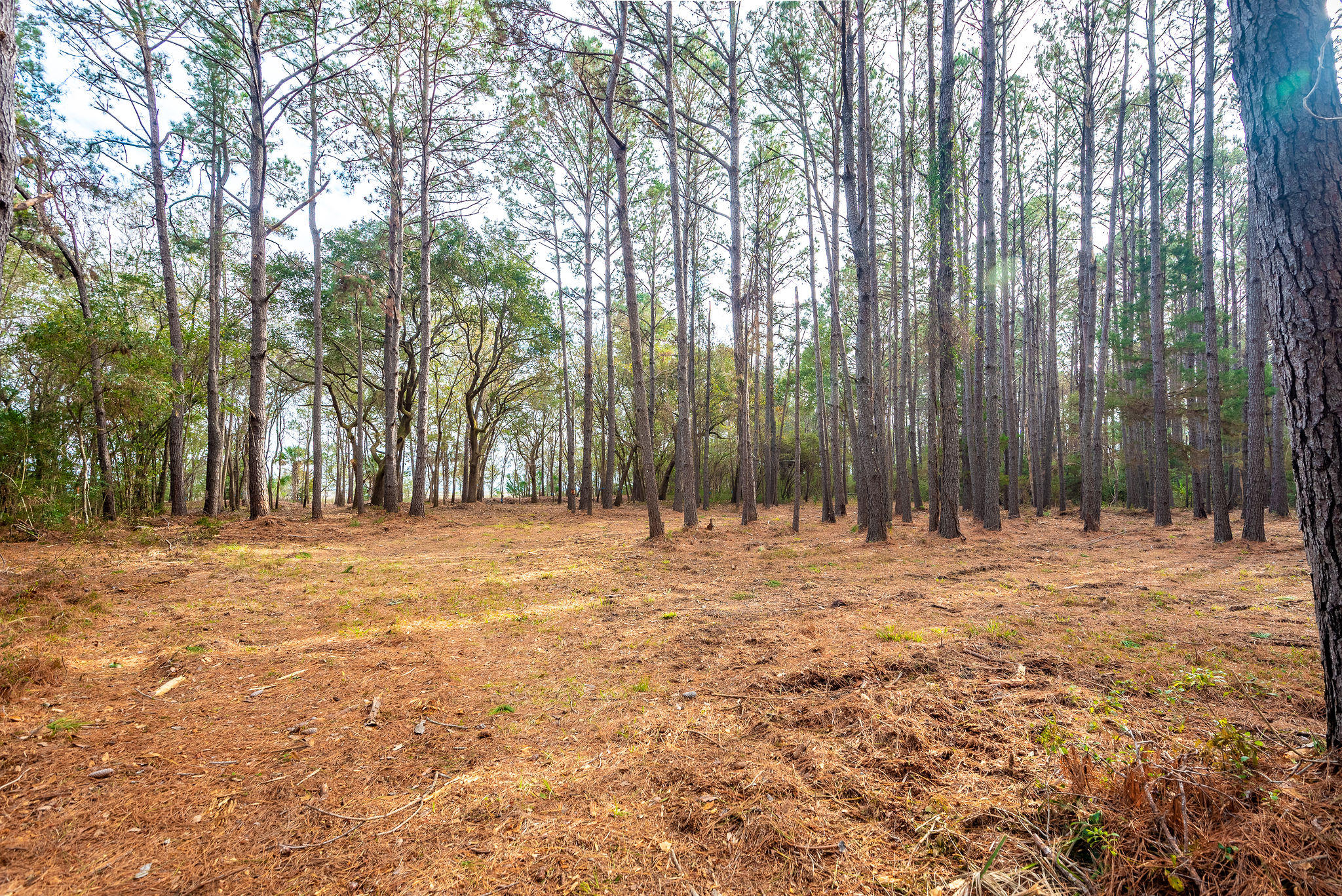 22 Longmarsh Road Awendaw, SC 29429 - Photo 7 of 41 22 Longmarsh