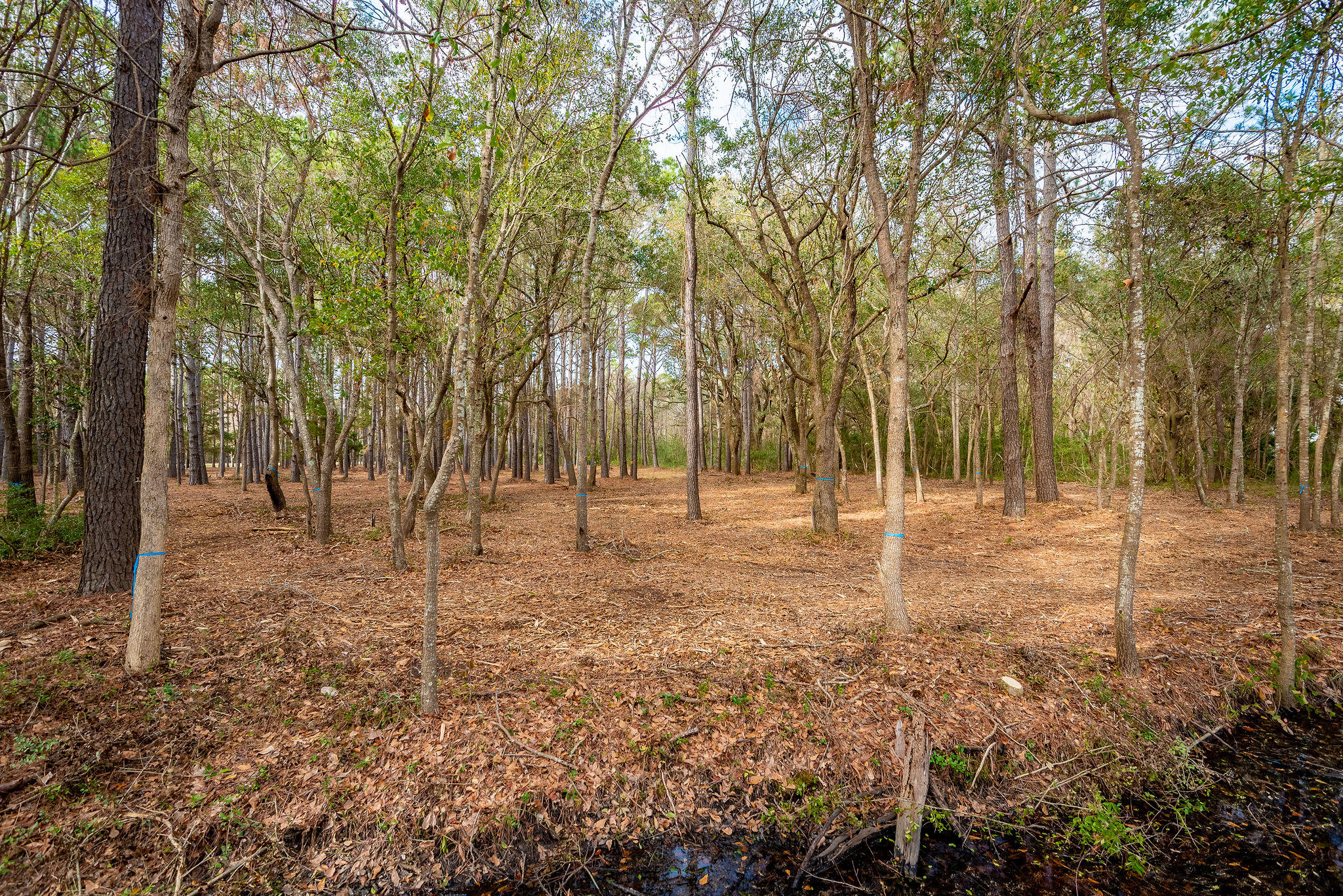 22 Longmarsh Road Awendaw, SC 29429 - Photo 8 of 41 22 Longmarsh