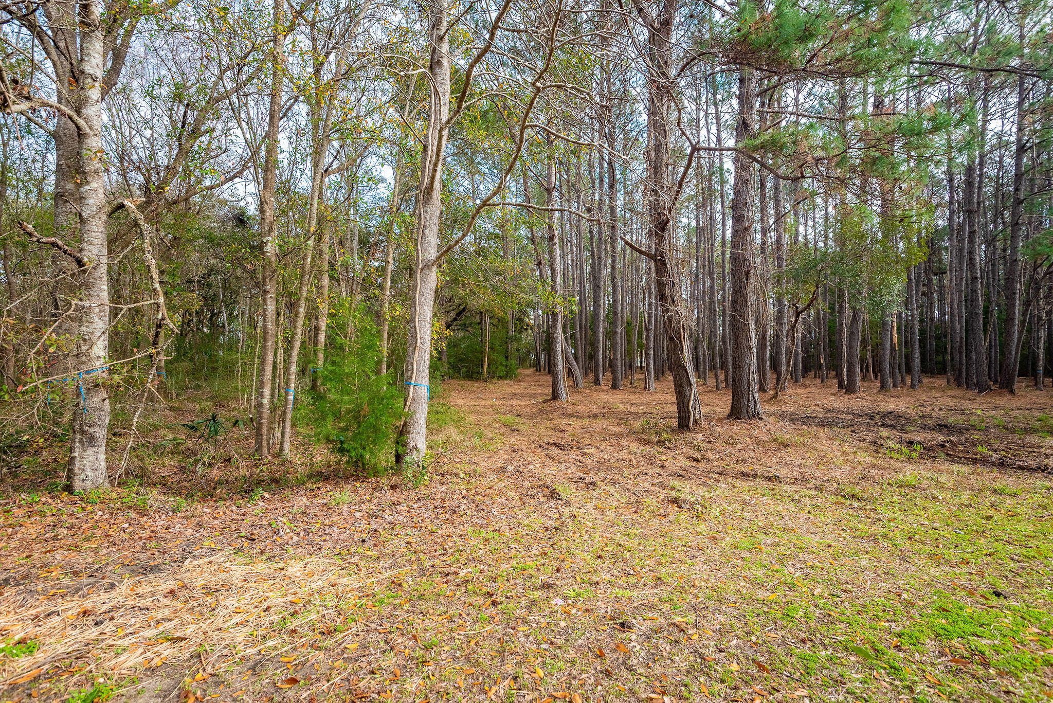22 Longmarsh Road Awendaw, SC 29429 - Photo 9 of 41 22 Longmarsh