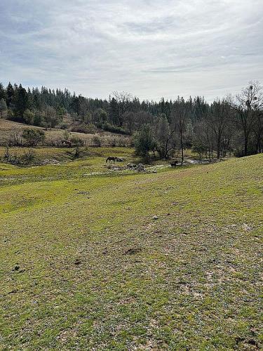 4831 Ringold Road Diamond Springs, CA 95619 - Photo 3 of 17