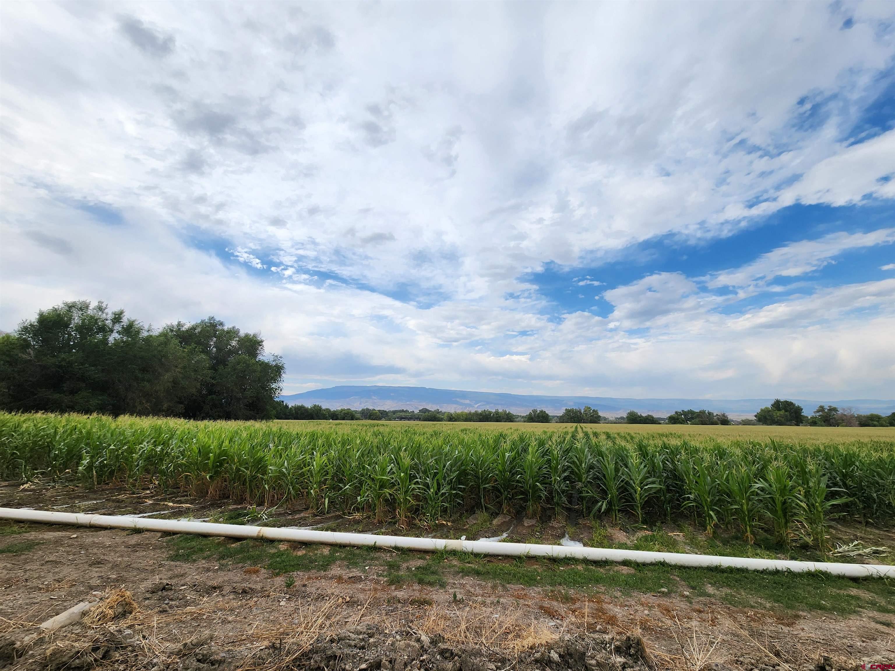 Tbd H Road Delta, CO 81416 - Photo 1 of 12 a view of a yard