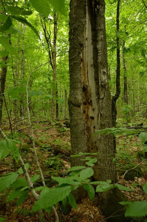9-11 Dill Road Lakeville, ME 04487 - Photo 19 of 27 Tall timber
