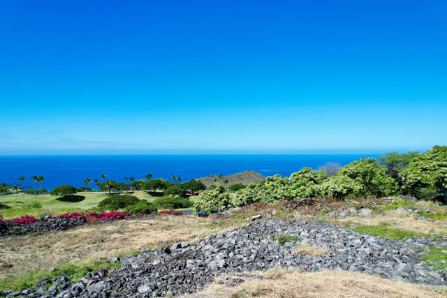 a view of a beach with a lot of plants