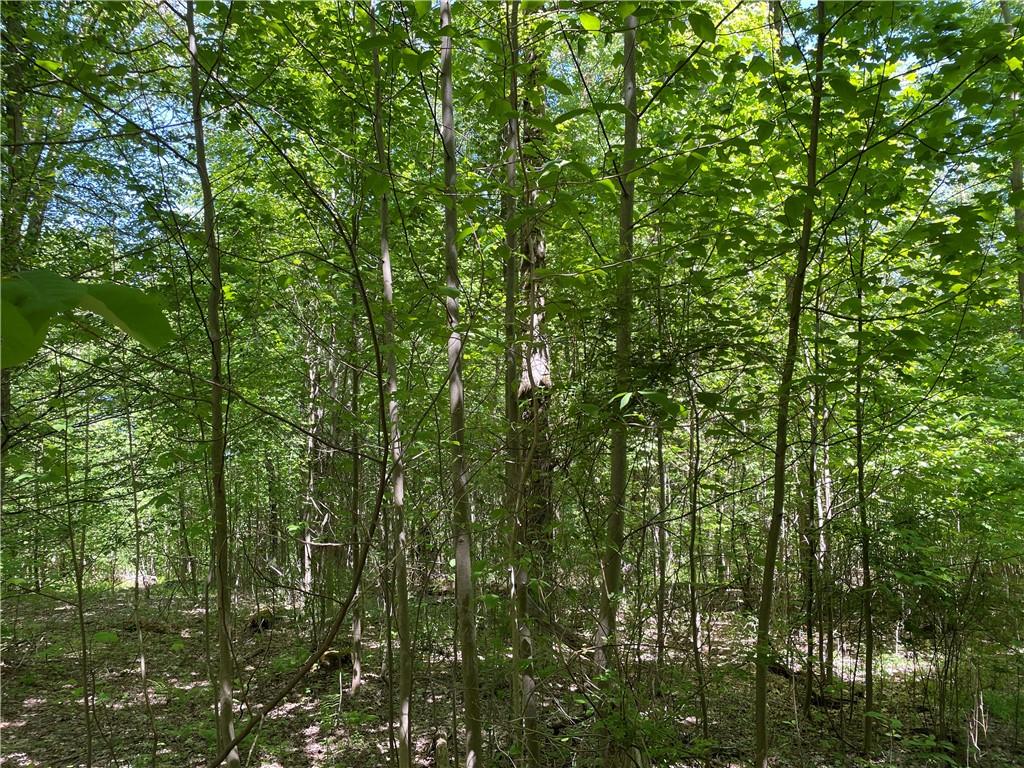 0 Ridge Road Meadville, PA 16335 - Photo 6 of 13 a view of a lush green forest