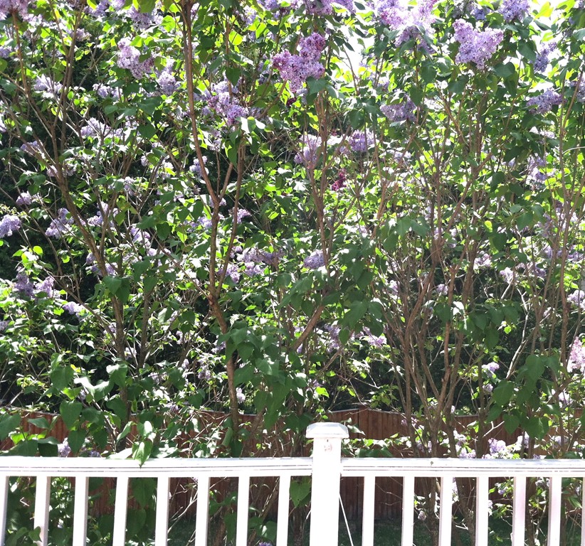 50 Worcester Lane Waltham, MA 02451 - Photo 28 of 28