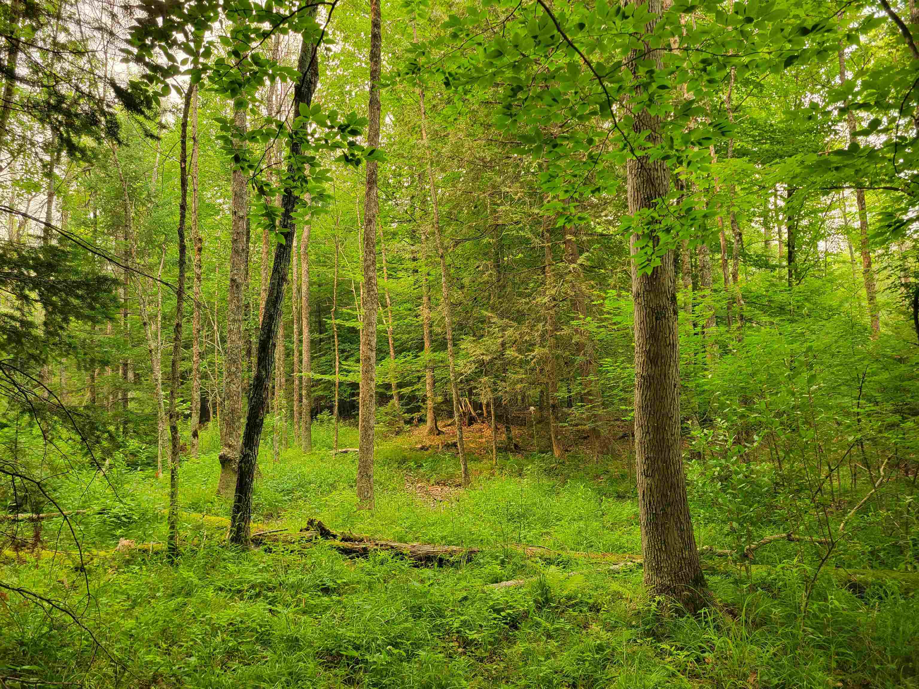 N11005 Rademaker Road Wausaukee, WI 54177 - Photo 12 of 15