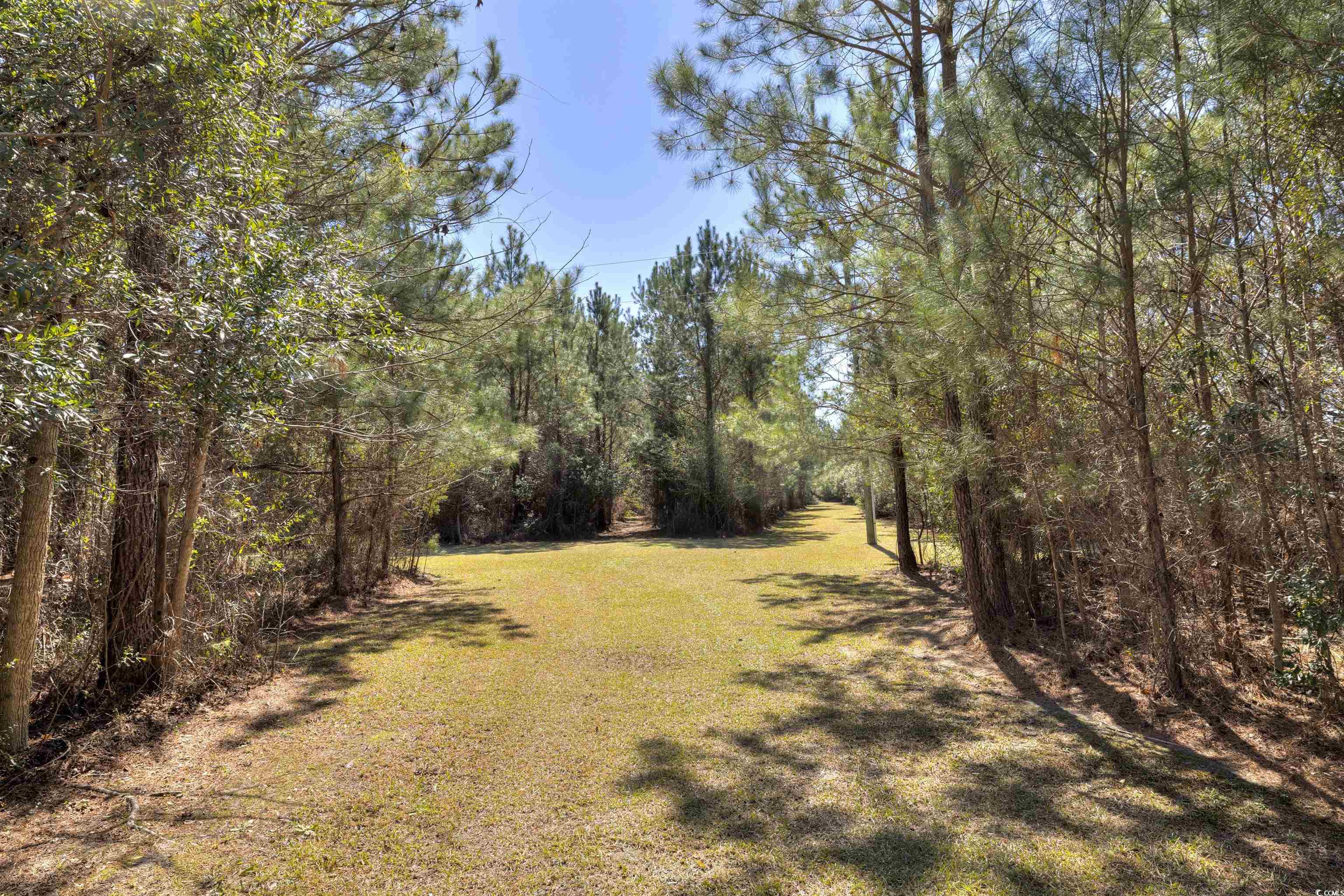 5764 Thompson Road Nichols, SC 29581 - Photo 21 of 35 View of road with a view of trees
