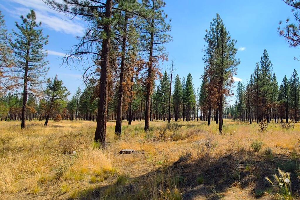 0 Oregon Pines Road Chiloquin, OR 97624 - Photo 10 of 16 09