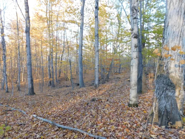 $49,900 | 14638 Pleasanton Highway, Bear Lake, MI 49614