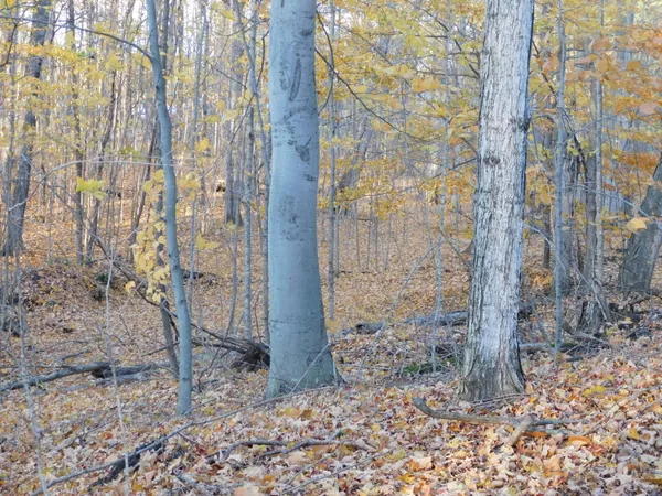 $49,900 | 14638 Pleasanton Highway, Bear Lake, MI 49614