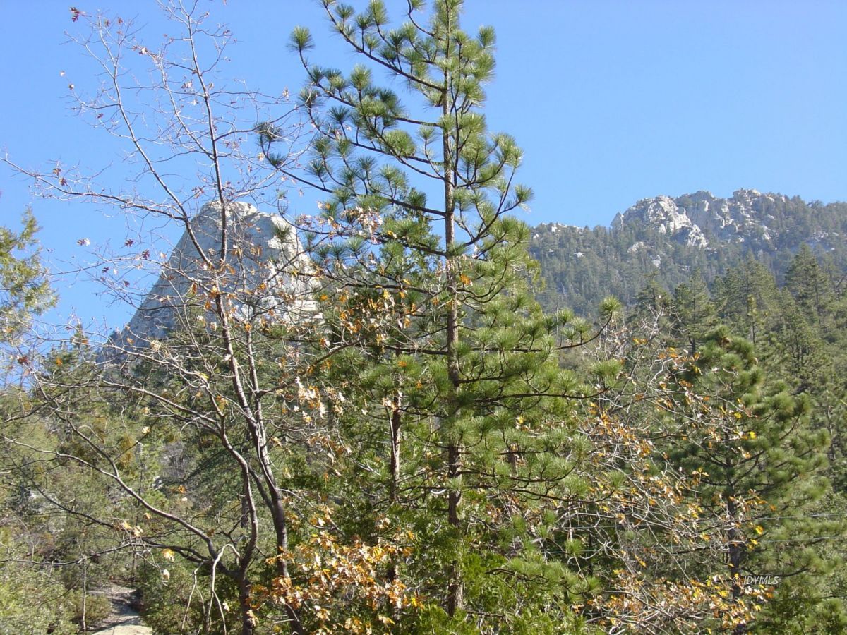 Glen Road Idyllwild, CA 92549 - Photo 1 of 1 a view of a tree