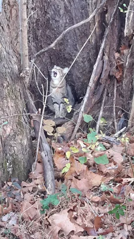 a backyard of a house with lots of trees