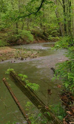 a view of a lush green forest